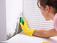 Everything You Need To Know About Residential Mold Inspection in Georgia