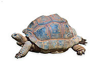 Wide Variety of Pet Turtles and Tortoises in One Place!
