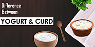 What Is The Difference Between Yogurt And Curd? - T O D A Y