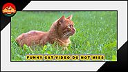 FUNNY CAT VIDEO DO NOT MISS / FUNNY VIDEO WITH CAT