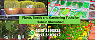 Best Indoor and outdoor Plants Nursery in Islamabad