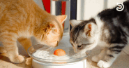 KITTYSPRING - THE MOST CAT-FRIENDLY WATER FOUNTAIN ON EARTH