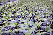RIOCOCO offers 100% organic medium for hydroponics greenhouse vegetable growth