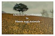 Chemical Coordination in Plants | Important Facts 2020