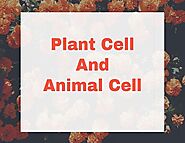 Plant and Animal Cell | Important For Competitive Exam 2020