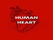 Human Heart | Important Facts For Competitive Exam 2020