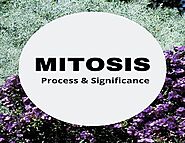 Mitosis: Process And Significance | Important 2021 CBSE Exam
