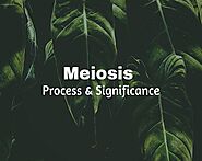 Meiosis: Process And Significance | Important For CBSE 2021