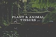 Tissues [Plant and Animal Tissues] | Important Facts (2020)