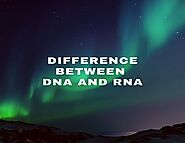 Difference between DNA and RNA | Important For SSC Exam 2020