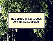 Homologous Analogous And Vestigial Organs | Important 2020