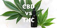 CBD vs. THC, What are the Differences, Benefits and Effects? - CBD Oil Direct