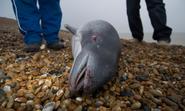 UK faces a referral to the ECJ unless it designates more protection sites for harbour porpoises