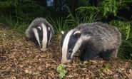 Court of Appeal rules against the Badger Trust's attempt to stop badger culls