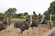 Check out the Desaru Ostrich Farm
