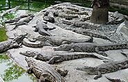 Drop in at the Teluk Sengat Crocodile Farm