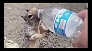thirsty squirrel ask for a water /एक प्यासी गिलहरी का पानी मांगने का स्टाइल /viral video youtube