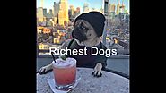 Top 10 Richest Dogs On Social Media