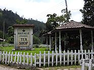 Hatale tea factory