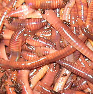 Red Worm Composting | WAY Too Much Fun With Worms!