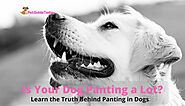 Is Your Dog Panting a Lot? – Learn the Truth Behind Panting in Dogs