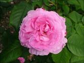 Gertrude Jekyll Rose, English Roses, David Austin Roses
