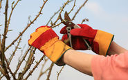 The right way to prune back a rose bush