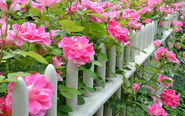 How to plant a new rose bush in the garden - David Domoney