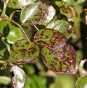 Black Spot on Roses - What to Do and How to Prevent It.