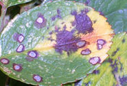 BBC - Gardening - Advice: Pest and disease identifier