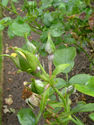 Rose powdery mildew/RHS Gardening