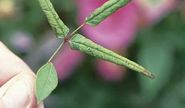 Rose leaf rolling sawfly