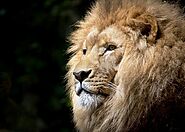 » HD Wallpapers Kit https://www.hdwallpaperskit.com/lexus-is-wallpaper/ African lion
