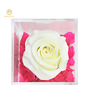 EMPRESS FLORA SINGLE CREAM WHITE ROSE IN AN ACRYLIC BOX