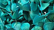 March Flower Of The Month Is The Euphoric Aquamarine Blue Hydrangea! | Empress Flora
