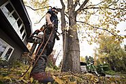 WHEN SHOULD YOU CONSIDER TREE REMOVAL?