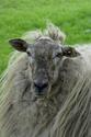 How to Shear a Sheep With Hand Shears | eHow