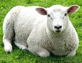What Are the Basics of Sheep Shearing?
