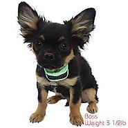Our K9 “Mint” Extra Small – Small Dogs - Pain Free Fully Automatic Bark Collar – Rechargeable – Painless Safety Prong...