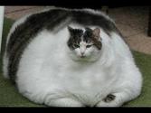 A Világ 5 Legkövérebb Macskája