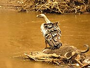 A vulture Pounding on a Dead Wildebeest Migration