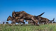 3Days air Safari Mara | Incredible Kenya Adventures