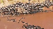 The Wildebeest Migration in Masai Mara