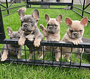 Cheap French bulldog puppies for sale in Houston