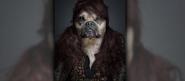 Funny Portraits of Dogs Dressed Like Humans - Cactopia Viral Video, Photos, Quotes & Funny News