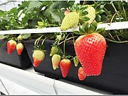 Buy OMRI-certified and renewable strawberry grow bags from RIOCOCCO
