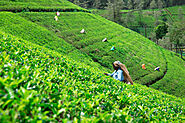 Wander through terraced tea plantations