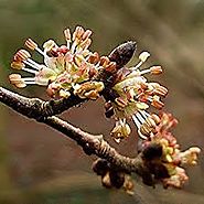 Bach Flower Remedy Of The Month: Elm ~ The Remedy For Overwhelm