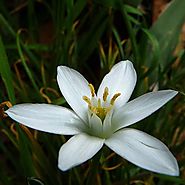 Bach Flower Of The Month: Star Of Bethlehem ~ The Remedy Of Comfort