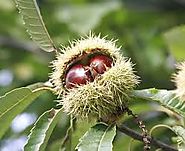 Bach Flower Of The Month: Sweet Chestnut ~ Easing Anguish & Sorrow